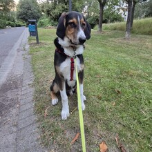 NIELSSON, Hund, Mischlingshund in Norderstedt