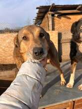 STUFI, Hund, Mischlingshund in Rumänien