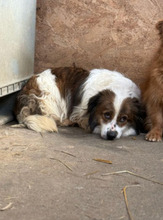JOJO, Hund, Mischlingshund in Rumänien