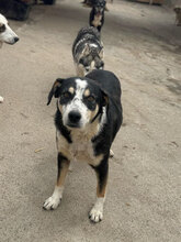 TICK, Hund, Mischlingshund in Rumänien