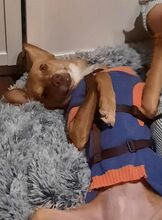 KIRA, Hund, Podenco-Mix in Scharnebeck