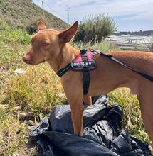 GALF, Hund, Podenco-Mix in Hamburg