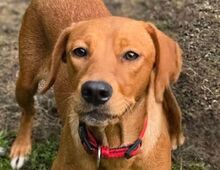 ANNIE2, Hund, Magyar Vizsla-Mix in Witzenhausen