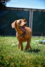 SILDO, Hund, Dackel-Mix in Slowakische Republik