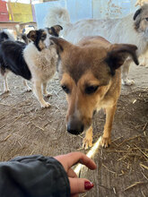 LEON, Hund, Mischlingshund in Rumänien