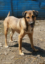 BABSI, Hund, Mischlingshund in Rumänien