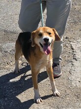 LUKA, Hund, Mischlingshund in Bulgarien