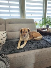 MAJA, Hund, Mischlingshund in Limburg