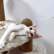 HUGO, Katze, Hauskatze in Bulgarien