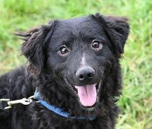 ALVARO, Hund, Mischlingshund in Slowakische Republik