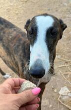 ROMERO, Hund, Galgo Español in Spanien