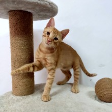 RUSTY, Katze, Hauskatze in Bulgarien