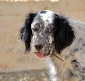 AZAR, Hund, English Setter in Griechenland