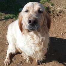 ERMIS, Hund, Mischlingshund in Griechenland