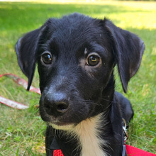 CARLITO, Hund, Mischlingshund in Obertshausen