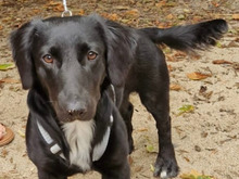DASTY-DUSTY, Hund, Mischlingshund in Coswig