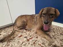 CONNY, Hund, Mischlingshund in Deutschland