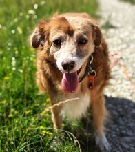 MIRTILLA, Hund, Mischlingshund in Huisheim