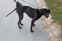 REX9, Hund, Labrador-Mix in Gerolstein