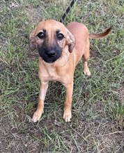 CANDY, Hund, Mischlingshund in Ungarn