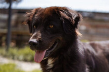 MORACH, Hund, Mischlingshund in Kroatien