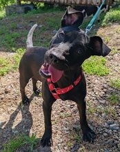 KASCHA, Hund, Mischlingshund in Kroatien