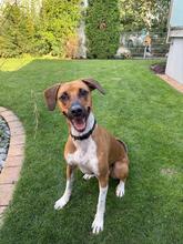 ELLI, Hund, Mischlingshund in Neulußheim