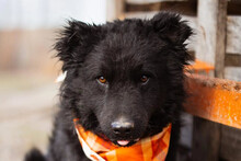 CHANDLER, Hund, Kroatischer Schäferhund-Mix in Kroatien