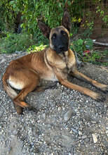 KITARI, Hund, Malinois in Rumänien