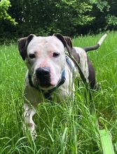 KIM, Hund, Bull Terrier in Rumänien