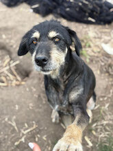 NEGRUTI, Hund, Mischlingshund in Rumänien