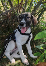 FLYNN, Hund, Mischlingshund in Rumänien