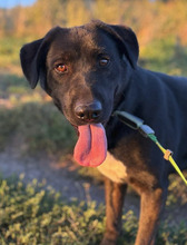 BATU, Hund, Mischlingshund in Rumänien