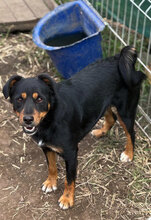 PILARO, Hund, Mischlingshund in Radebeul