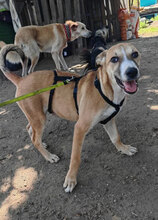 NOVA, Hund, Mischlingshund in Rumänien
