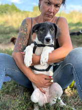 FEE, Hund, Mischlingshund in Rumänien