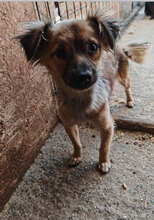 JUNA, Hund, Mischlingshund in Rumänien