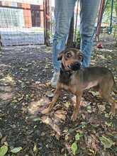 ORSI, Hund, Mischlingshund in Ungarn