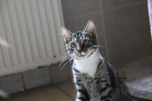 LOKI, Katze, Europäisch Kurzhaar in Wuppertal