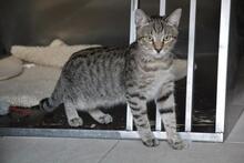 PIXEL, Katze, Europäisch Kurzhaar in Wuppertal