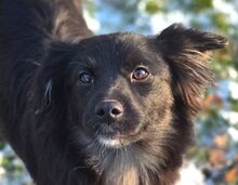 SHARA, Hund, Mischlingshund in Gefrees