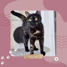 PAULINE, Katze, Europäisch Kurzhaar in Bulgarien