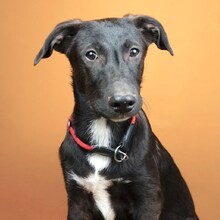 NERO2, Hund, Mischlingshund in Rumänien