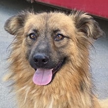 SVEN, Hund, Mischlingshund in Rumänien