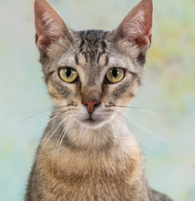 MANEL, Katze, Hauskatze in Portugal