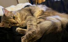 ZILKE, Katze, Hauskatze in Dortmund