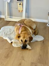 DAISY, Hund, Kangal in Geesthacht