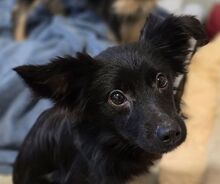 SHELLY, Hund, Mischlingshund in Kemnath