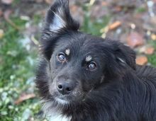 SIMON, Hund, Mischlingshund in Gefrees