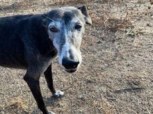 MONJA, Hund, Galgo Español in Italien